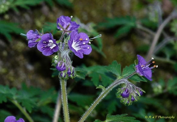 {Phacelia bipinnatifida}